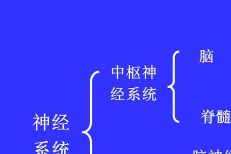铁路中枢神经是什么系统