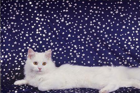 长毛猫咪可以吃什么深水鱼