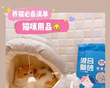 养2岁猫需要准备哪些用品