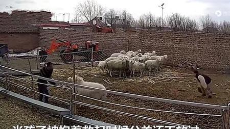 一群狼闯入了羊圈会跟羊议和吗