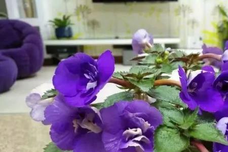 长筒花的养殖方法