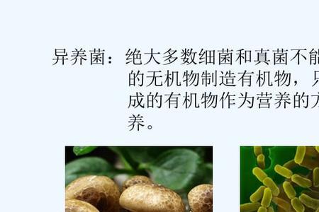什么叫异养生物