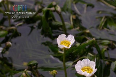 扁毛牲畜什么意思