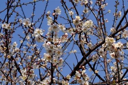冬尽梅花点点下一句