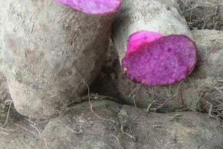 紫薯叶种植方法