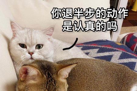 如何对猫咪说你快出来