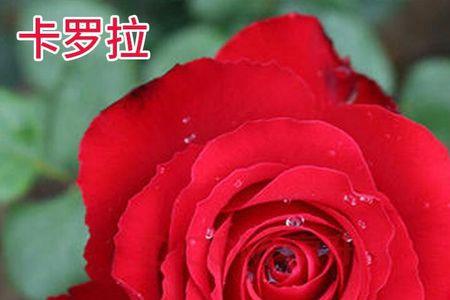 卡罗拉玫瑰地栽养护方法