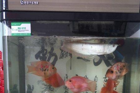 迷你鹦鹉鱼总是在鱼缸底层