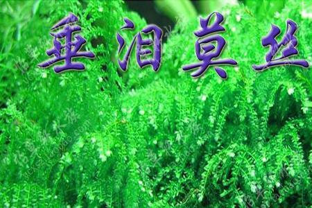 垂泪莫斯和三角莫斯哪个好