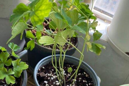 耧斗菜冬天可以移栽吗
