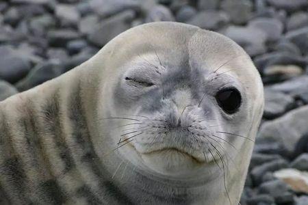 千岁是什么生物