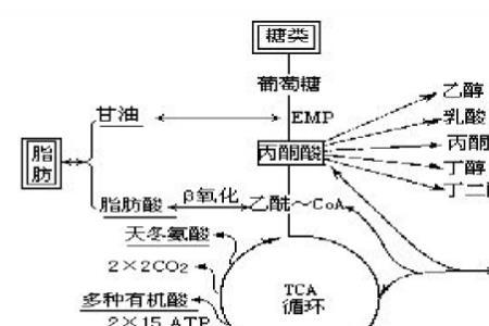 三羧酸循环进行的条件