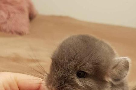 龙猫繁殖养殖前景如何