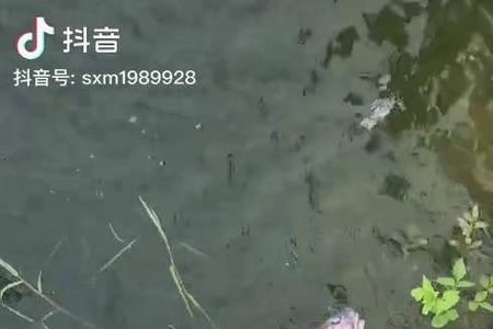 邓刚钓100斤大青用多长的竿