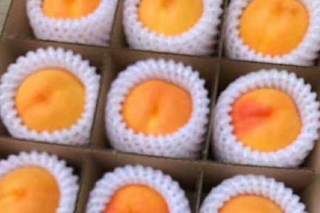 瑞光18和瑞光28哪个油桃品种好