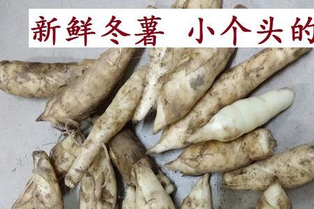 粉薯品种介绍