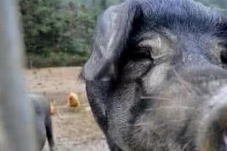 猪有没有耳眼