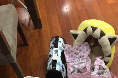 猫砂怎么放在猫窝里