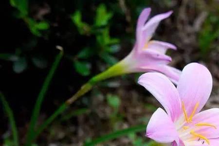 韭莲花把叶子剃光能长好吗