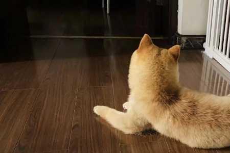 柴犬4个月脱毛怎么回事