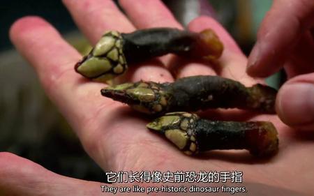 麝香猫现在世界有多少只