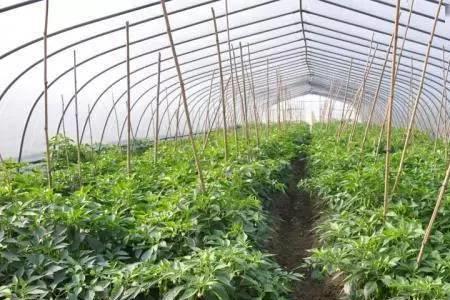 大姜用复硝酚钠能存住吗
