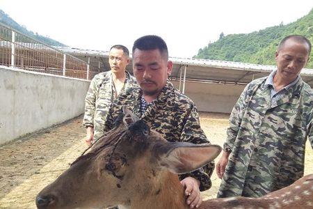 鹿血怎么采