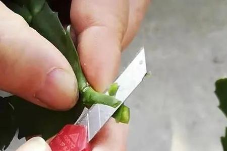 匍匐秋天嫁接方法