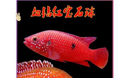 原生慈鲷是冷水鱼吗