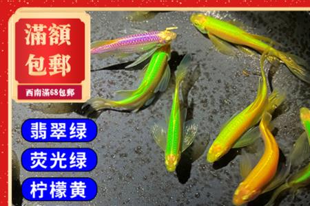 蝶翼绿翡翠斑马鱼吃什么