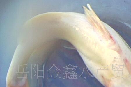 江团没有鱼鳞吗