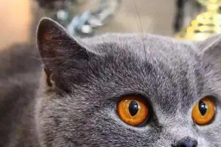 蓝猫为什么很爱皱眉