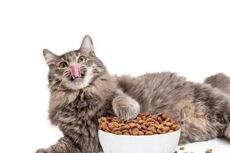 两个月的猫吃什么容易消化