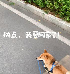 遛狗表情包怎么弄