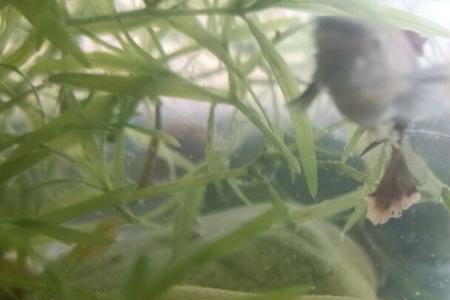 苹果螺怎么消毒处理