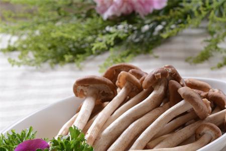 茶树菇可以泡茶吗