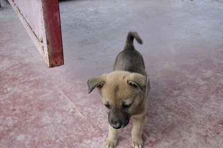 广犬念什么