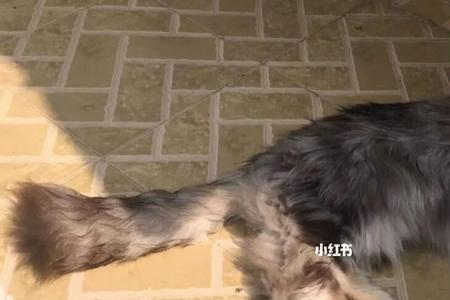 两只公猫一直乱尿
