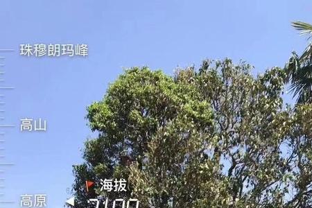 1000左右一斤的红茶多少年树龄