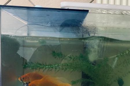 养锦鲤鱼的水里起沫怎么办