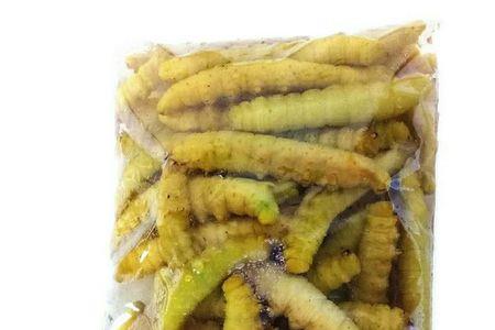 豆丹虫长大后样子