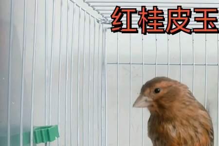红桂皮鸟寿命多少