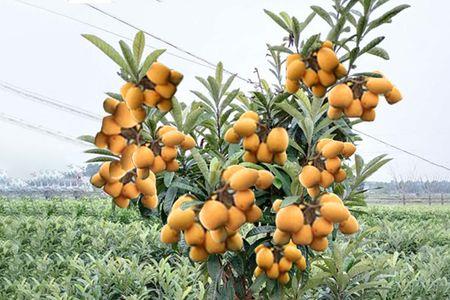 盆栽什么枇杷苗品种最好