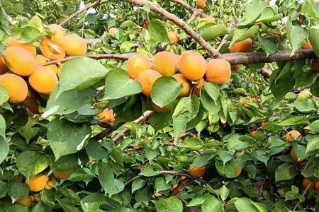 呼和浩特市毕克齐的杏几月份熟