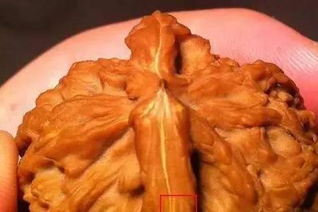 宫灯核桃都有黄筋吗