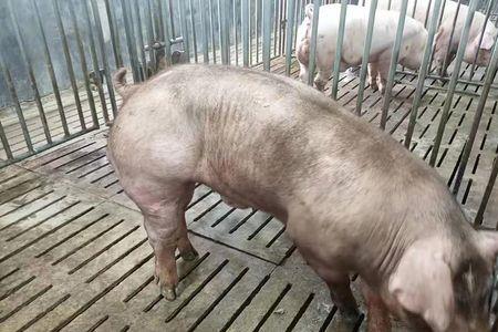 杜洛克和长白哪个体格更大