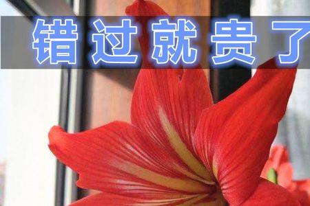 水红色竹子水培怎么养