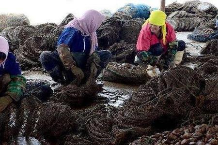 长岛扇贝哪里不能吃