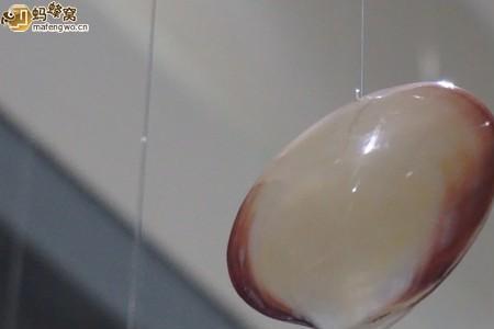 济南哪里有卖贝壳的