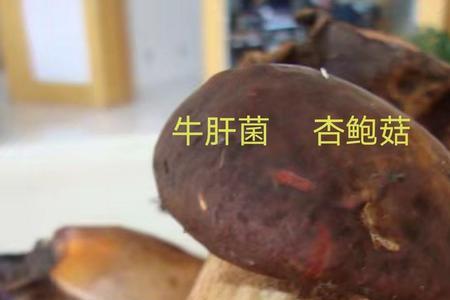 鲜蘑的种类